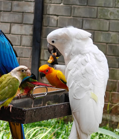 Rajali Birds Park